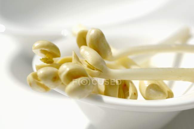 Brotos de amendoim em prato — Fotografia de Stock