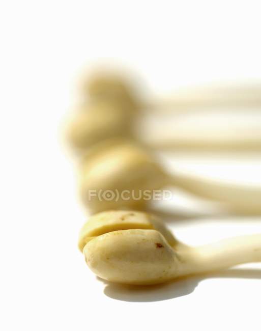 Four peanut sprouts — Stock Photo