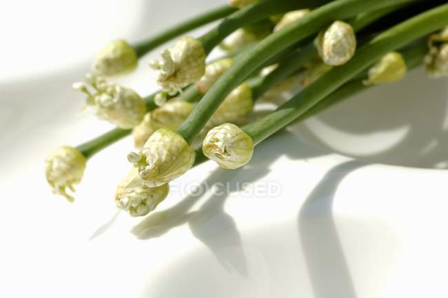 Flores de ajo verde - foto de stock