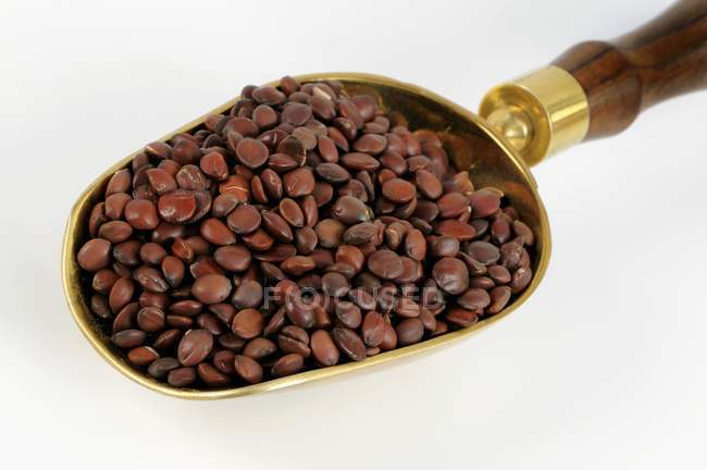 Jujube seeds in scoop — Stock Photo