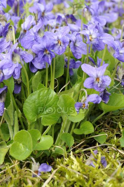 Vista de cerca de coloridas violetas azules en la hierba - foto de stock