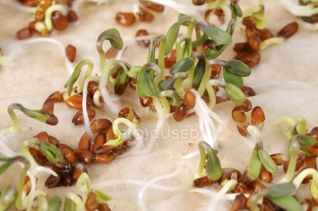 Germogliare semi di crescione — Foto stock