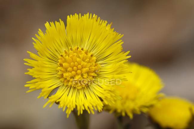 Vista close-up de flores Coltsfoot amarelas ao ar livre — Fotografia de Stock