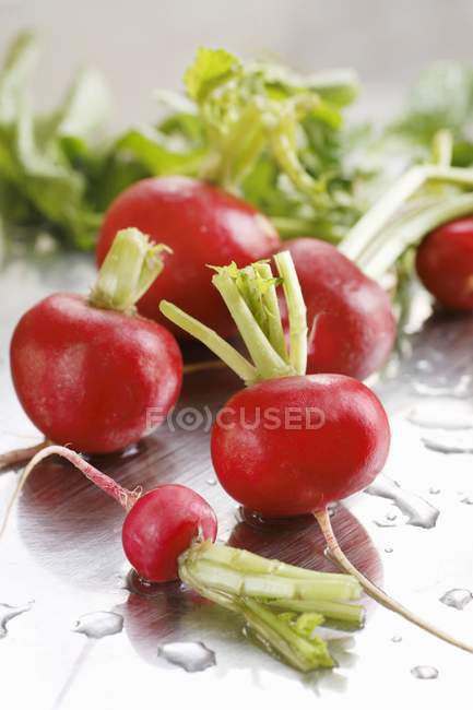 Fresh washed radishes — Stock Photo
