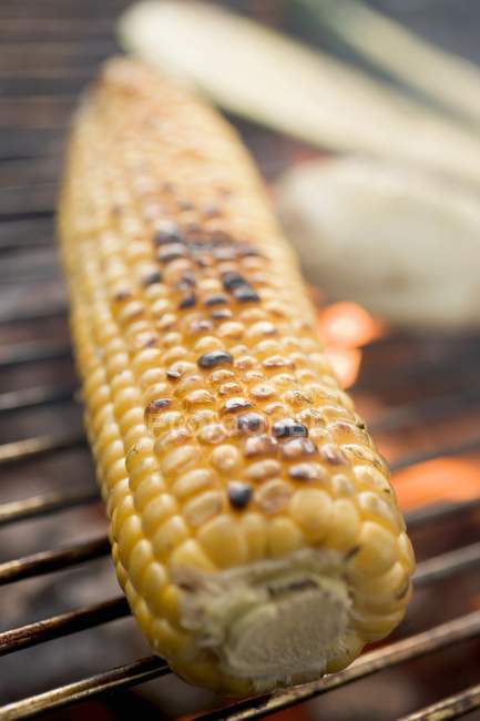 Corn on the cob — Stock Photo
