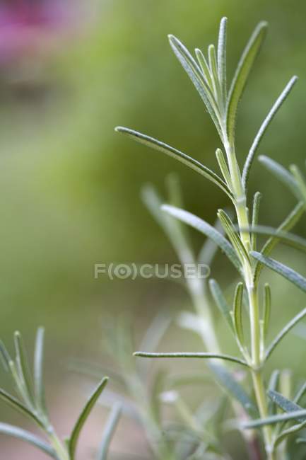 Rosemary growing  in a garden — Stock Photo