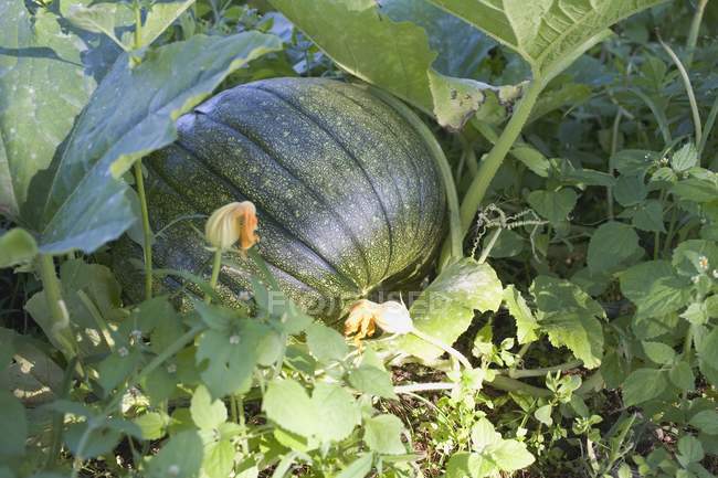 Green pumpkin on plant — Stock Photo