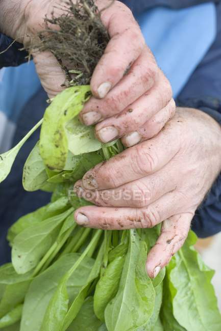 Mãos sujas segurando plantas espinafres frescos — Fotografia de Stock