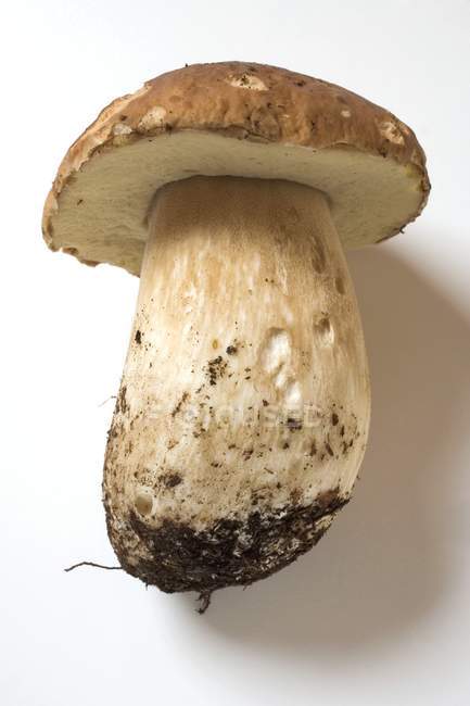 Fresh cutted cep — Stock Photo