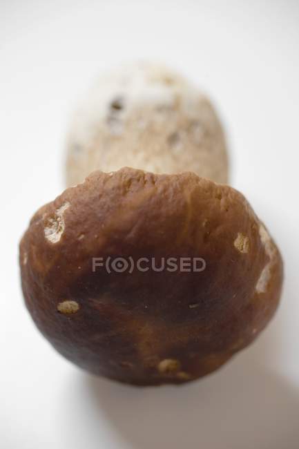 Fresh cutted  cep — Stock Photo