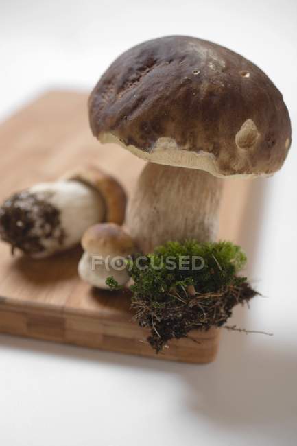Fresh ceps with moss — Stock Photo
