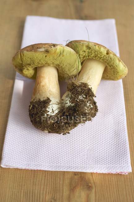 Two freshly picked ceps — Stock Photo
