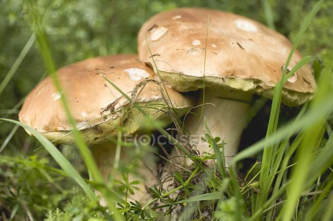 Два белых гриба в траве — стоковое фото