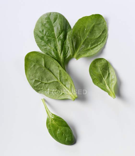 П'ять молодих листя шпинату — стокове фото