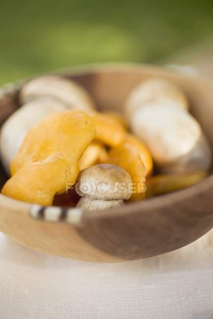 Лисички и белые грибы в деревянной миске — стоковое фото