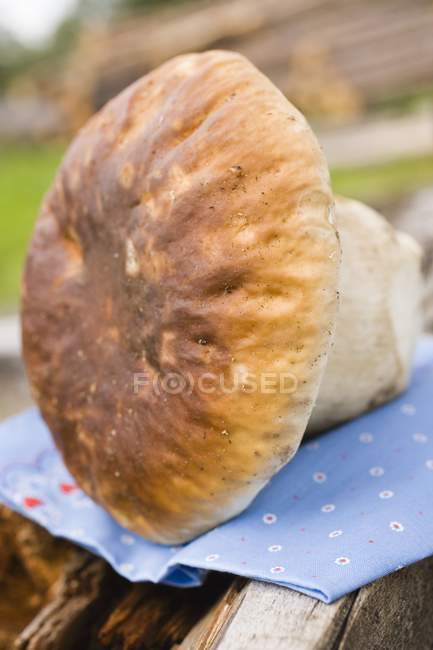 Closeup view of fresh cep mushroom on rustic cloth outdoors — Stock Photo