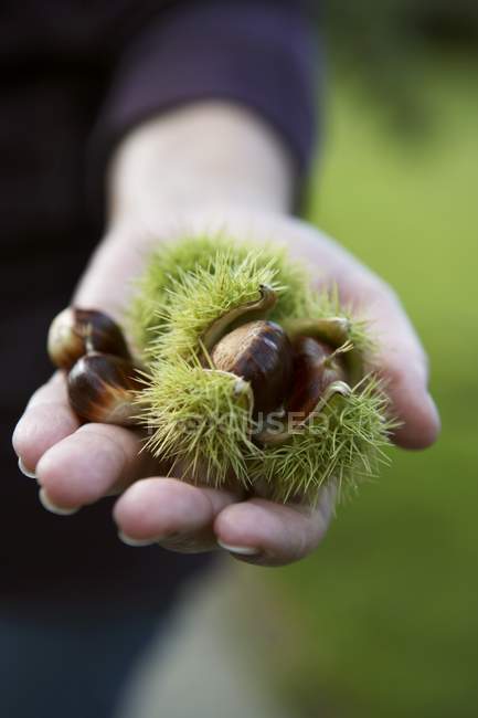 Mão segurando castanhas doces frescas — Fotografia de Stock