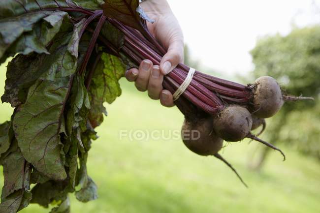 Woman holding bunch of beetroot — Stock Photo