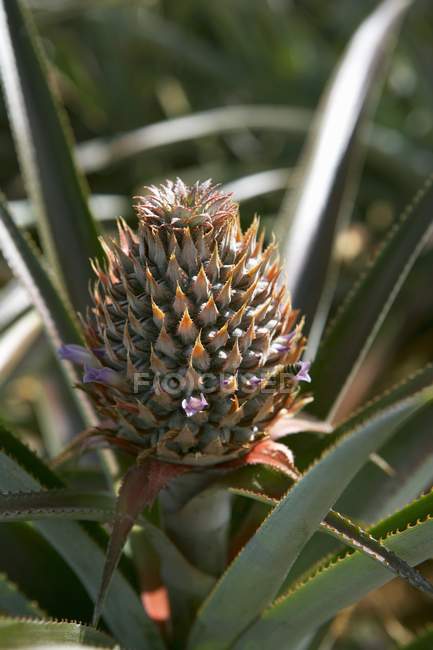 Вид крупным планом незрелого ананаса на растение — стоковое фото