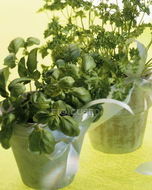 Basil and curled parsley — Stock Photo