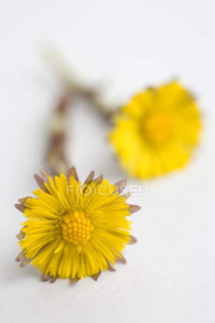 Closeup view of two coltsfoot flowers — Stock Photo