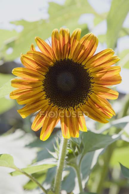 Closeup daytime view of one sunflower plant — Stock Photo