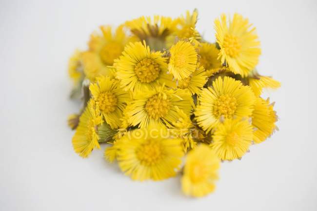 Closeup view of Coltsfoot flowers heap — Stock Photo
