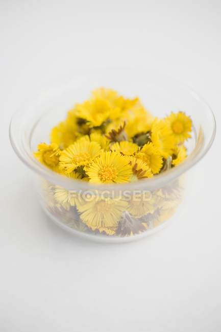 Vue rapprochée de coltsfoot fleurs tas dans un bol en verre — Photo de stock