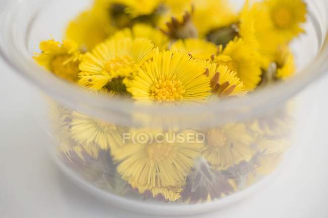 Closeup view of coltsfoot flowers heap in glass bowl — Stock Photo