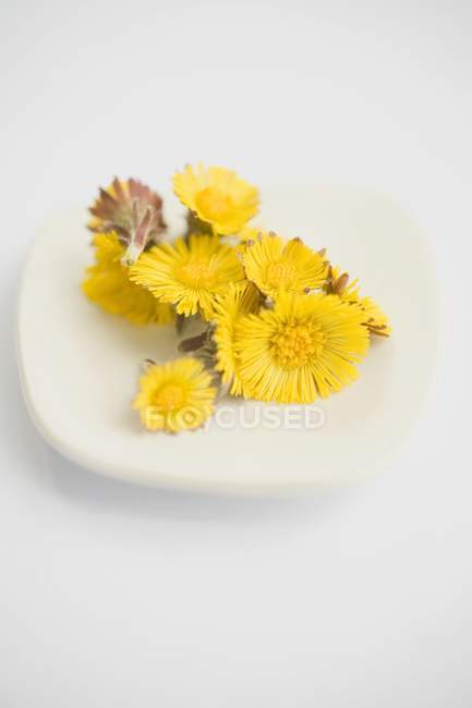 Closeup view of Coltsfoot flowers heap on saucer — Stock Photo