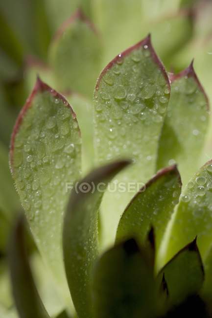 Крупним планом вид houseleek листя з крапельками води — стокове фото