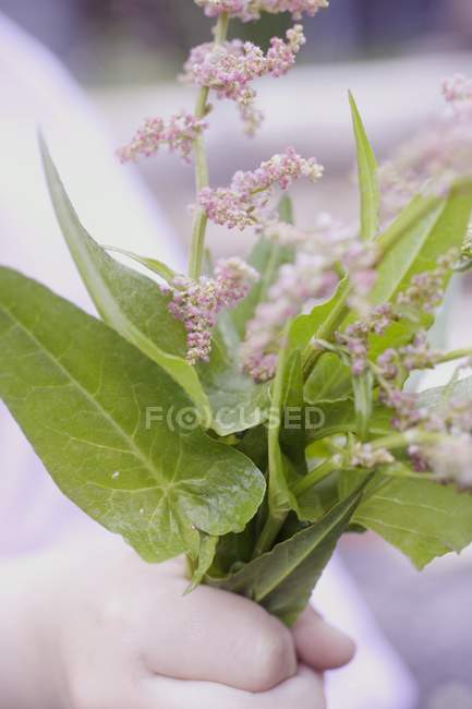 Closeup view of hand holding flowering sorrel — Stock Photo