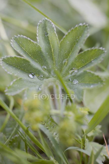 Vista close-up de plantas Ladys manto com gotas de água — Fotografia de Stock