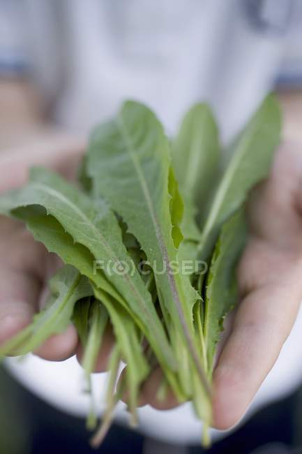 Cropped view of human hands holding dandelion leaves — Stock Photo