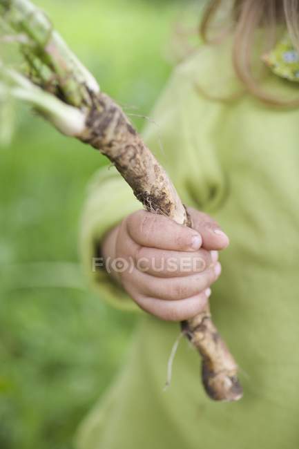 Nahaufnahme eines Kindes, das frischen Meerrettich im Garten hält — Stockfoto