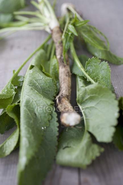 Closeup view of fresh horseradish with leaves — Stock Photo