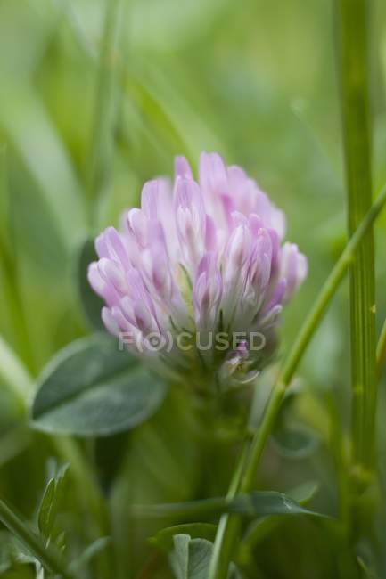 Closeup view of Clover flower and leaves — Stock Photo