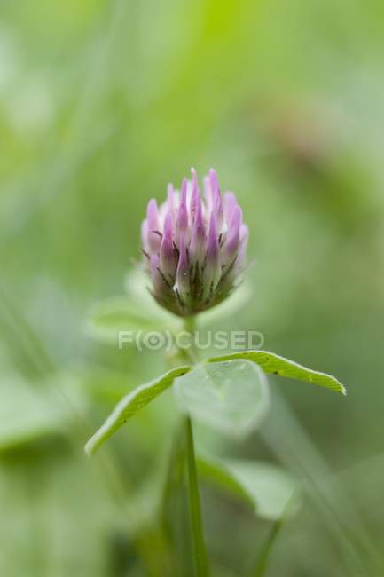 Closeup view of clover flower and leaves — Stock Photo