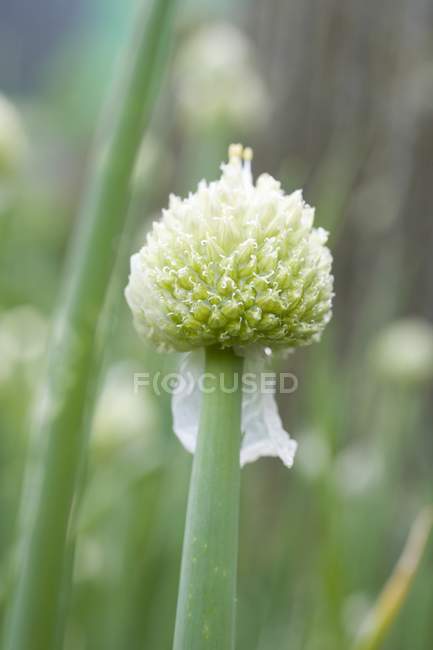 Garlic chive with flower — Stock Photo
