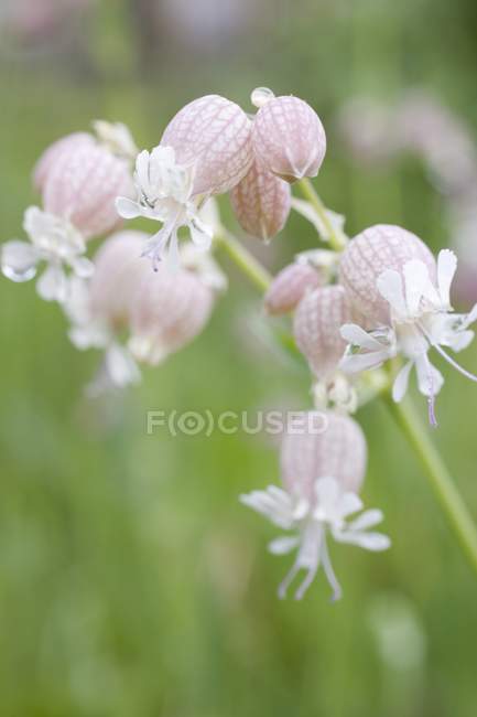 Close-up vista da bexiga campion planta floração — Fotografia de Stock