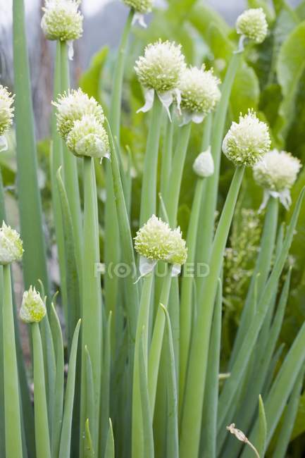 Garlic chives with flowers — Stock Photo