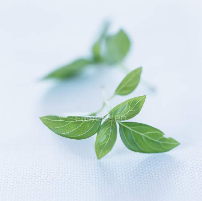 Folhas de manjericão frescas — Fotografia de Stock