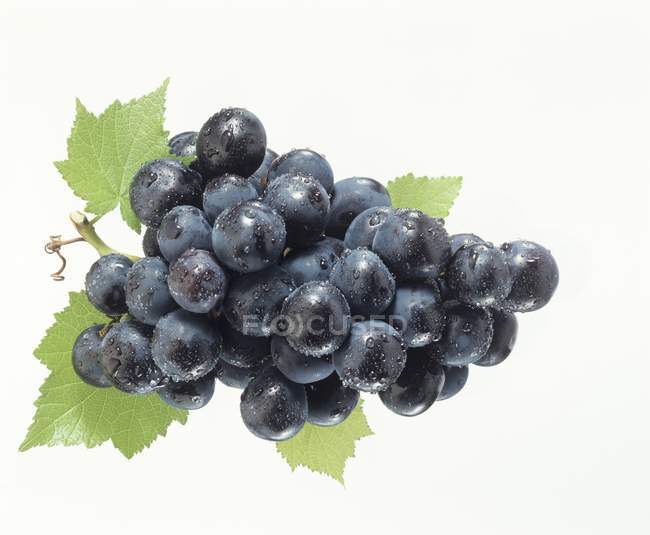 Виноград з листям і росою — стокове фото