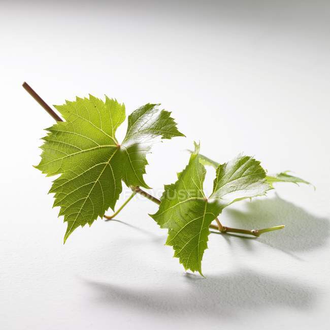 Vue rapprochée des feuilles de vigne verte sur les rameaux — Photo de stock
