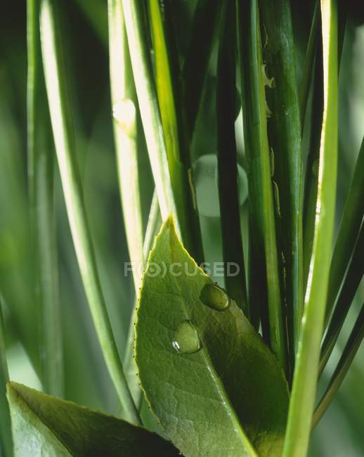 Крупный план зеленых листьев с капельками воды — стоковое фото