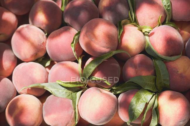 Frische Pfirsiche mit Blättern — Stockfoto