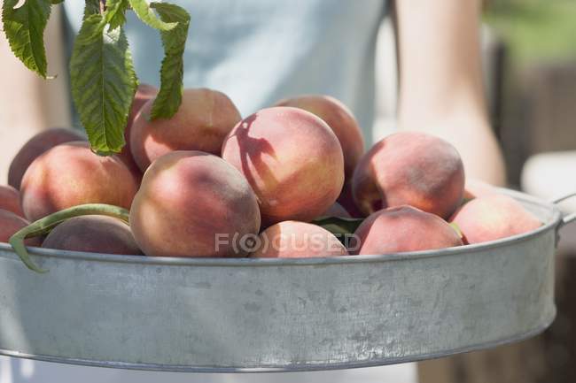 Жінка тримає свіжі персики — стокове фото