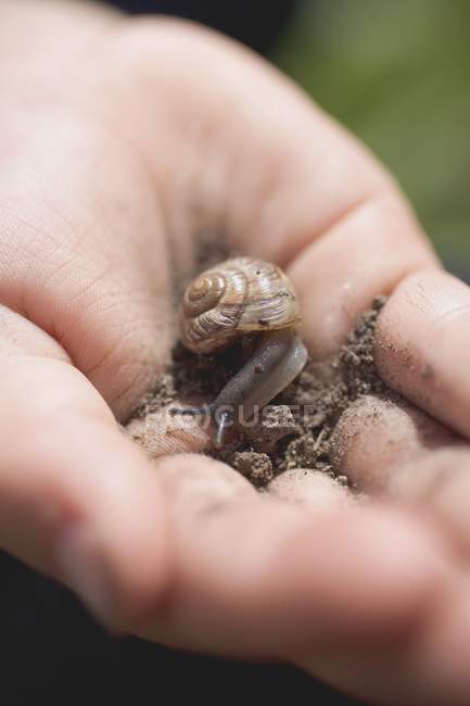 Closeup cropped view of hand holding small snail with soil — Stock Photo