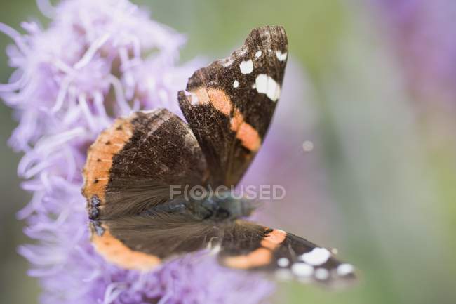 Вид крупным планом одной бабочки на фиолетовый цветок — стоковое фото