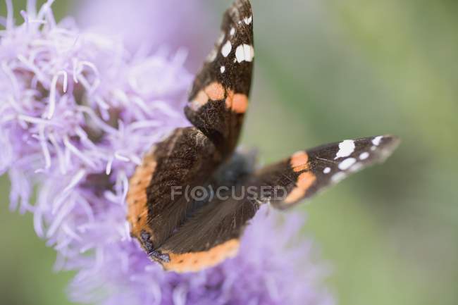 Vista de cerca de una mariposa en la flor púrpura - foto de stock